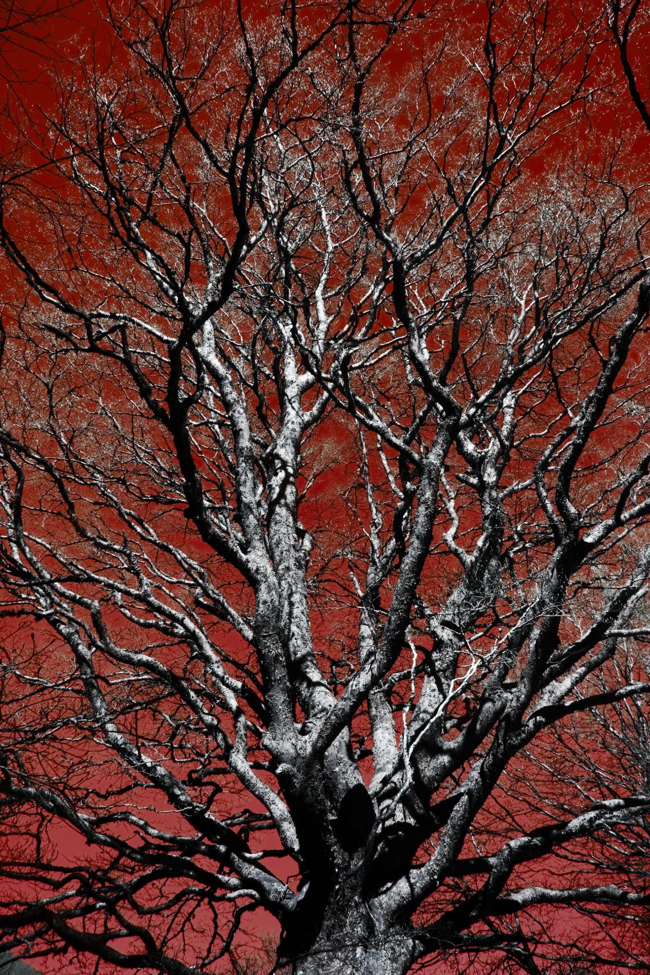 Red tree