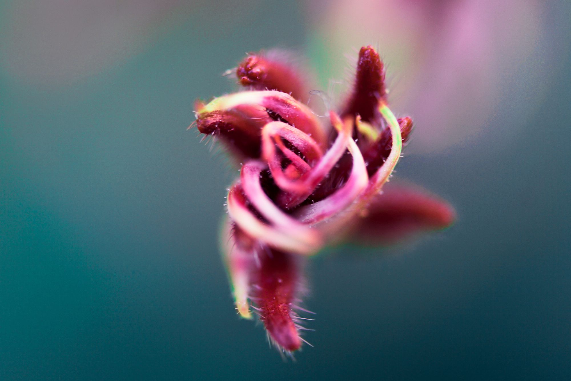 little pink flower