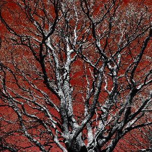 Red tree