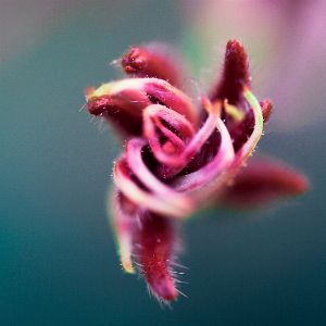 little pink flower